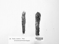 Pezicula carpinea image